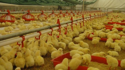 畜牧獸醫高職教育中的畜牧漁業飼料銷售 機遇、挑戰與人才培養路徑