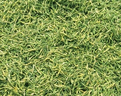 謹防誤導 高致病性禽流感防控無“特效藥”，理性選擇合法獸藥