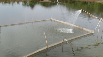 宜良縣強化漁業指導顯成效 今年魚苗魚種長勢喜人