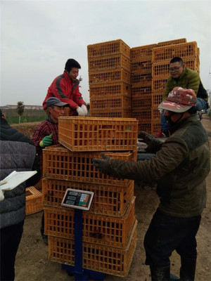 鹽城射陽臨海鎮八大家居委會 雞窩里飛出“金鳳凰”，畜牧漁業飼料銷售成富民新引擎