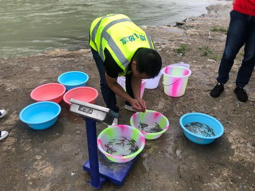 九寨溝縣開(kāi)展增殖放流活動(dòng) 助推水域生態(tài)環(huán)境修復(fù)與綠色可持續(xù)發(fā)展